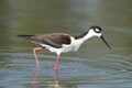 Black-necked Stilt bird Royalty Free Stock Photo