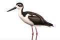 Black-necked stilt, a common and widespread species