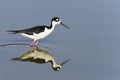 Black-necked stilt, don edwards nwr, ca