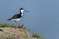 Black-necked stilt, don edwards nwr, ca