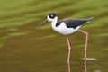 Black-necked Stilt - Everglades National Park