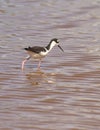 Black-necked Stilt hunting for food