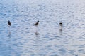 Black-necked Stilt feeding in the wetlands of Alviso Marsh, south San Francisco bay, San Jose, California Royalty Free Stock Photo