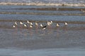 Black necked stilt