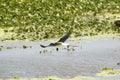 Black necked stilt flying over a swamp in Christmas, Florida.