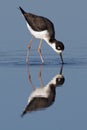 Black-necked Stilt foraging. Royalty Free Stock Photo