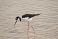 Black-necked Stilt