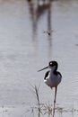 Black-Necked Stilt (Himantopus mexicanus) Royalty Free Stock Photo