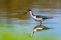 Black-necked Stilt Himantopus mexicanus Royalty Free Stock Photo