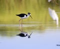 Black-necked stilt Himantopus mexicanus Royalty Free Stock Photo