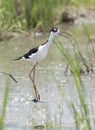 Black-necked Stilt himantopus mexicanus