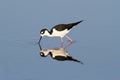 Black-necked Stilt (Himantopus mexicanus) Royalty Free Stock Photo