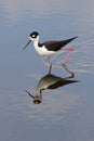 Black-necked Stilt (Himantopus mexicanus) Royalty Free Stock Photo