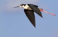 Black-necked stilt (Himantopus mexicanus) flying