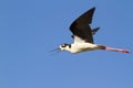 Black-necked stilt (Himantopus mexicanus) flying Royalty Free Stock Photo