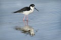 Black-necked Stilt