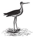 Black-necked Stilt or Himantopus mexicanus, vintage engraving