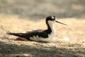 Black-necked stilt, Himantopus mexicanus, wader bird posing and Royalty Free Stock Photo