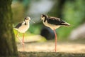 Black-necked stilt, Himantopus mexicanus, wader bird posing and Royalty Free Stock Photo