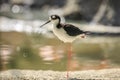 Black-necked stilt, Himantopus mexicanus, wader bird posing and Royalty Free Stock Photo