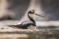 Black-necked stilt, Himantopus mexicanus, wader bird posing and foraging Royalty Free Stock Photo