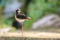 Black-necked stilt, Himantopus mexicanus, wader bird posing and Royalty Free Stock Photo