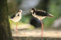 Black-necked stilt, Himantopus mexicanus, wader bird posing and foraging Royalty Free Stock Photo