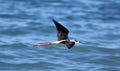 Black necked stilt long legs bird in south France coastal avian flying and fishing in the ocean. Royalty Free Stock Photo