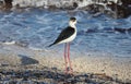 Black necked stilt long legs bird in south France coastal avian flying and fishing in the ocean. Royalty Free Stock Photo