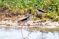 A Black-necked Stilt in the shallow bay waters near Port Mansfield, TX Royalty Free Stock Photo