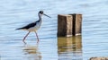 A Black-necked Stilt in the shallow bay waters near Port Mansfield, TX Royalty Free Stock Photo