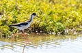 A Black-necked Stilt in the shallow bay waters near Port Mansfield, TX Royalty Free Stock Photo