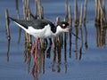 Black-necked Stilt Royalty Free Stock Photo