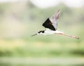 Black-necked Stilts Royalty Free Stock Photo