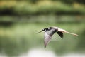 Black-necked Stilts In Flight Royalty Free Stock Photo