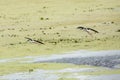 Black necked stilts flying over a swamp in Christmas, Florida.