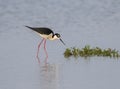 The black-necked stilts at Galveston Bay Royalty Free Stock Photo