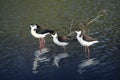 Black-necked Stilts