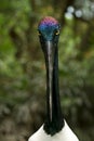 Black-necked Stork Royalty Free Stock Photo