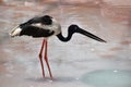 Black necked stork, Ephippiorhynchus asiaticus, Hyderabad, Telanagana, India