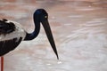 Black Necked Stork, Ephippiorhynchus asiaticus, Hyderabad, Telanagana, India