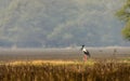 Black Necked stork Royalty Free Stock Photo