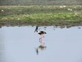 Black necked stork, Ephippiorhynchus asiaticus, Kaziranga National Park Royalty Free Stock Photo