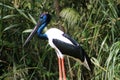 Black-necked stork (Ephippiorhynchus asiaticus) Royalty Free Stock Photo