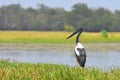 The black necked stork Ephippiorhynchus asiaticus is a tall long necked wading bird in the stork family, Kakadu National Park