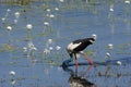 Black Necked Stork With Head Submerged Royalty Free Stock Photo