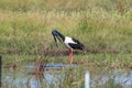 Black-Necked Stork & x28;Ephippiorhynchus asiaticus& x29; Queensland , Australia Royalty Free Stock Photo