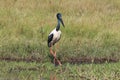 Black-Necked Stork & x28;Ephippiorhynchus asiaticus& x29; Queensland , Australia Royalty Free Stock Photo