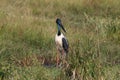 Black-Necked Stork & x28;Ephippiorhynchus asiaticus& x29; Queensland , Australia Royalty Free Stock Photo