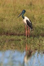 Black-Necked Stork & x28;Ephippiorhynchus asiaticus& x29; Queensland , Australia Royalty Free Stock Photo